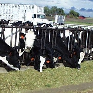 Animal Industry